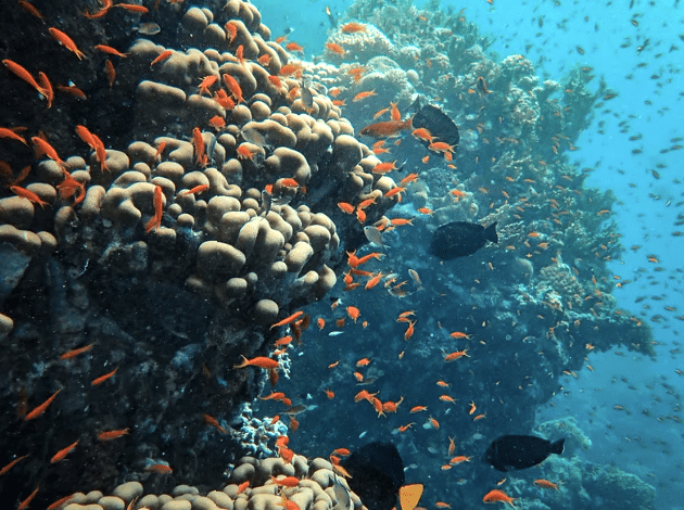 Attending Sessions on Coral Reef Protection