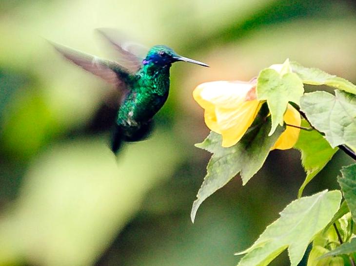Wild Birdwatching Expeditions: Seeking Out Rare Avian Wonders