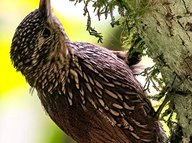 Unique Birdwatching Travels: Spotting Extraordinary Bird Species