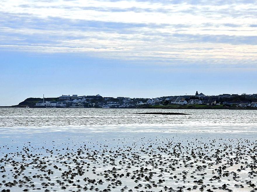 Exploring the Unique Habitats of Mudflats at Low Tide