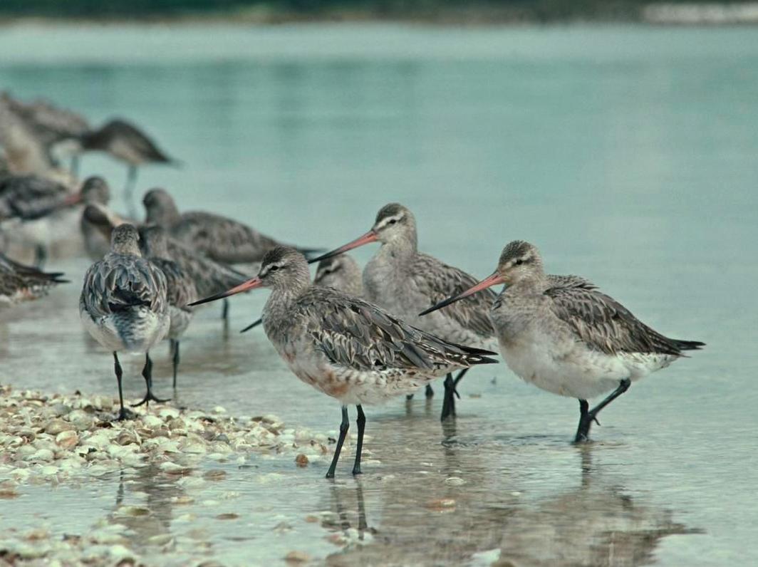 Unveiling Mudflat Life at Low Tide