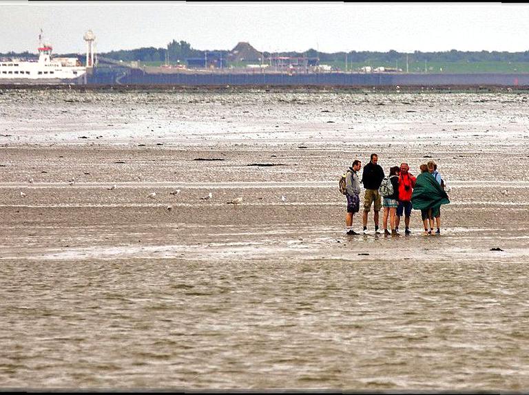 A Journey Through Mudflat Ecosystems at Low Tide
