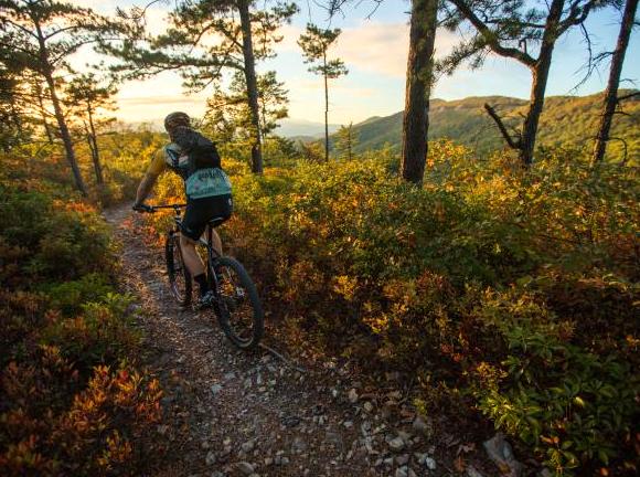 Cycling Adventures in Forested Terrain