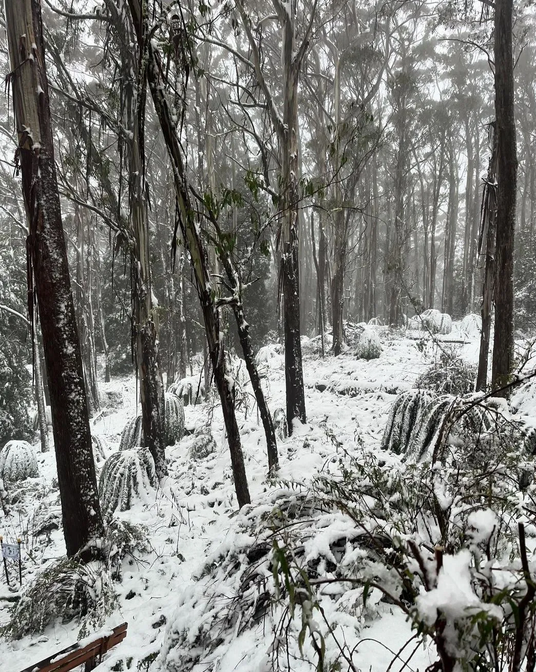 How Can You See the Snow in Victoria on a Budget
